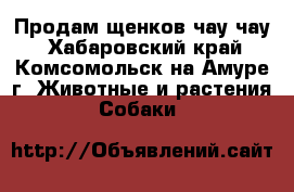 Продам щенков чау чау - Хабаровский край, Комсомольск-на-Амуре г. Животные и растения » Собаки   